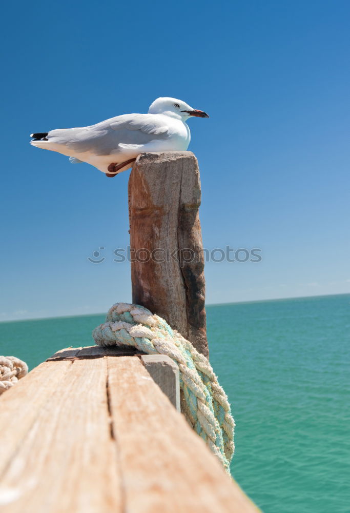 Image, Stock Photo seagull Life Summer Nature