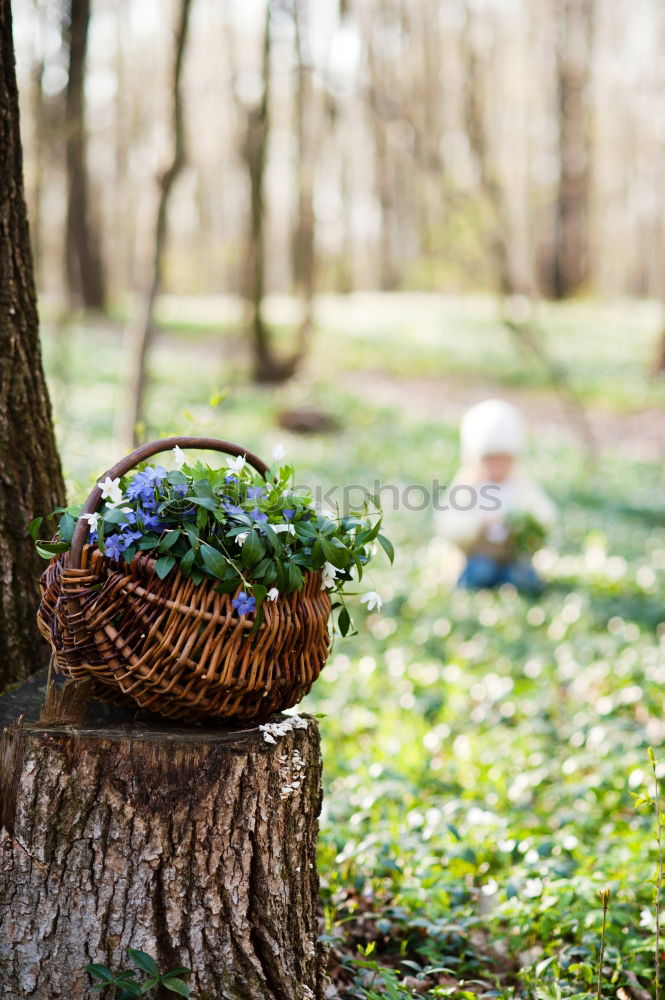 Similar – Woman hold parsnips in basket in the garden