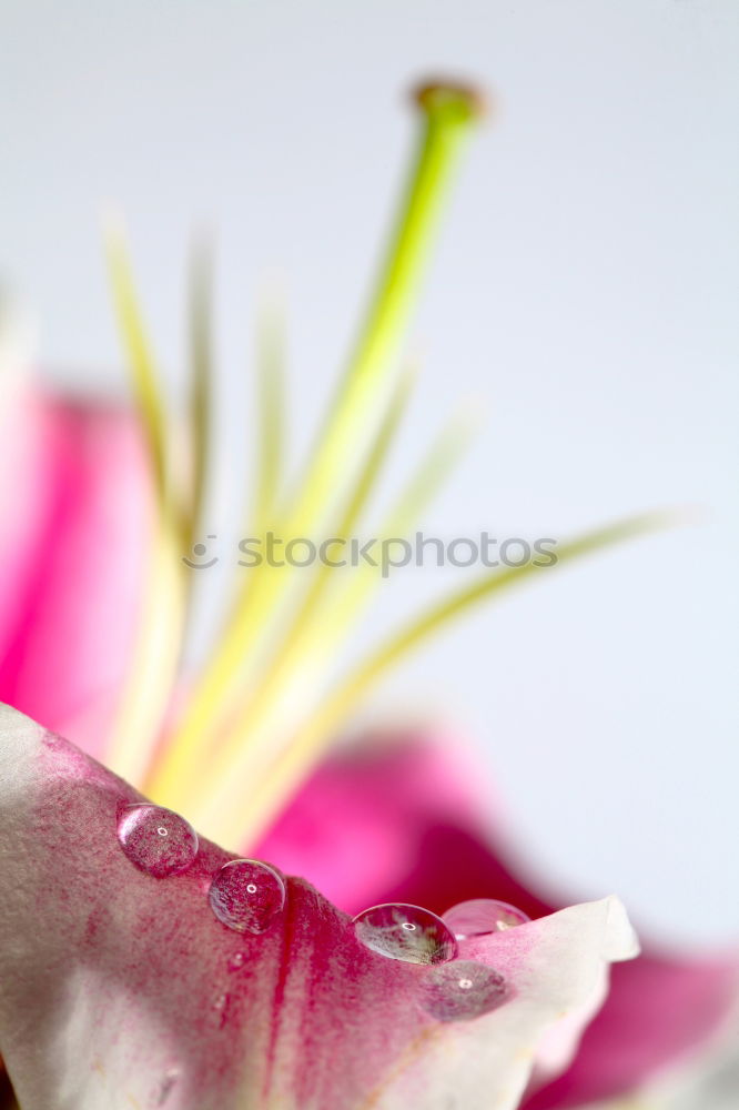 Similar – anemone Plant Flower Leaf