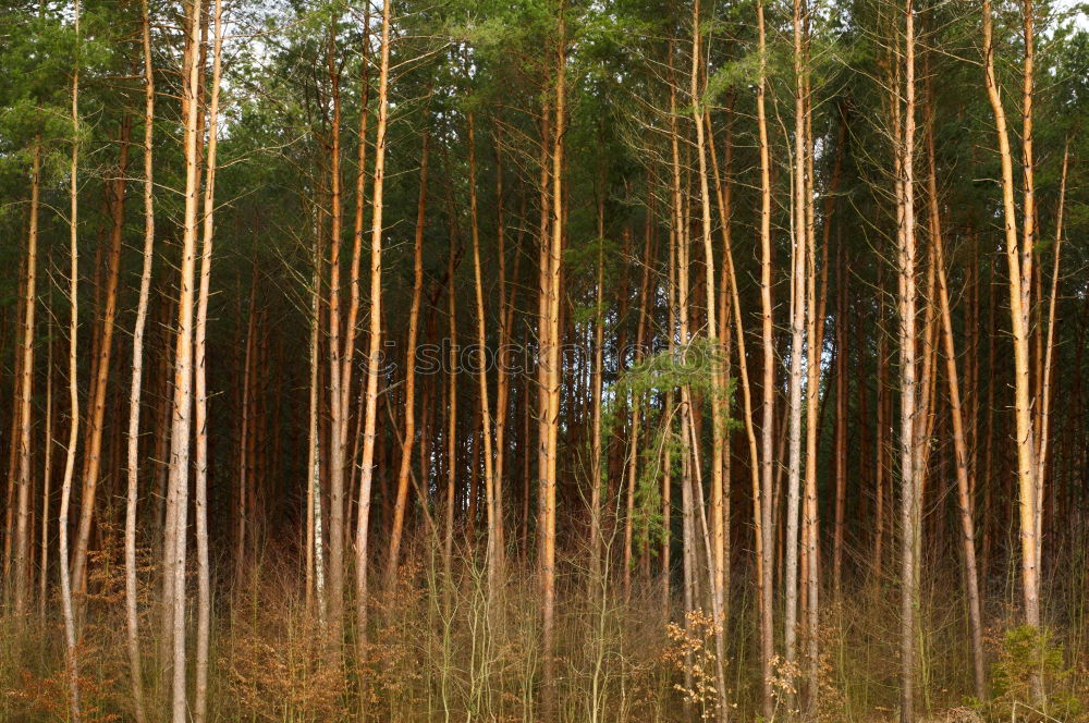 Similar – Image, Stock Photo buy a piece of forest?