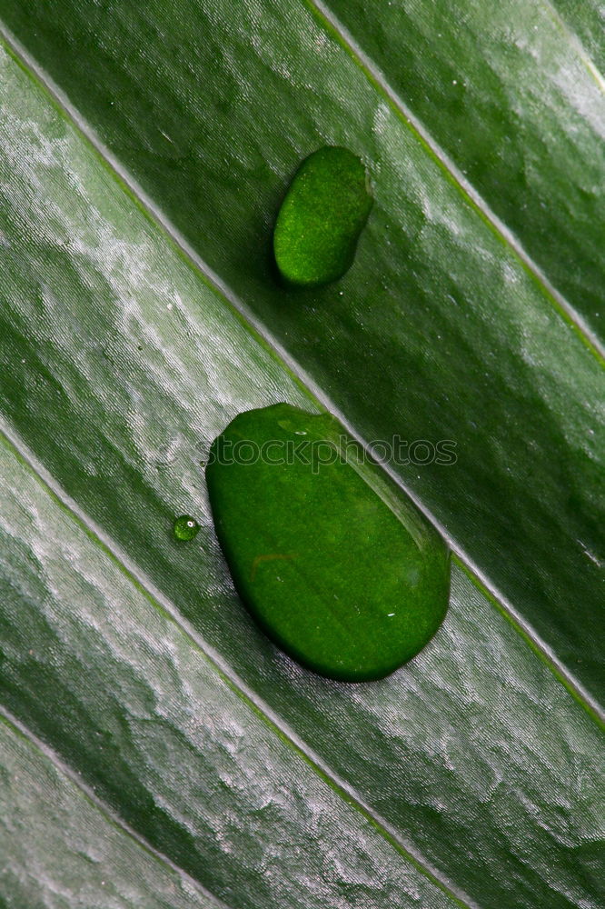 Similar – Image, Stock Photo The drops of water