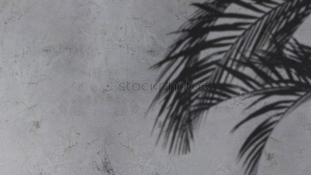 Similar – Image, Stock Photo Tapestry hanging on a wall in the street