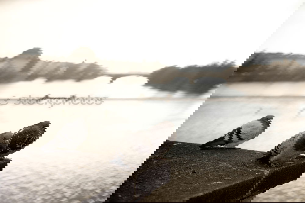 Image, Stock Photo Paris 1966 Seine