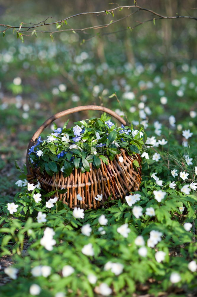 Similar – Image, Stock Photo Hidden Easter Plant Animal