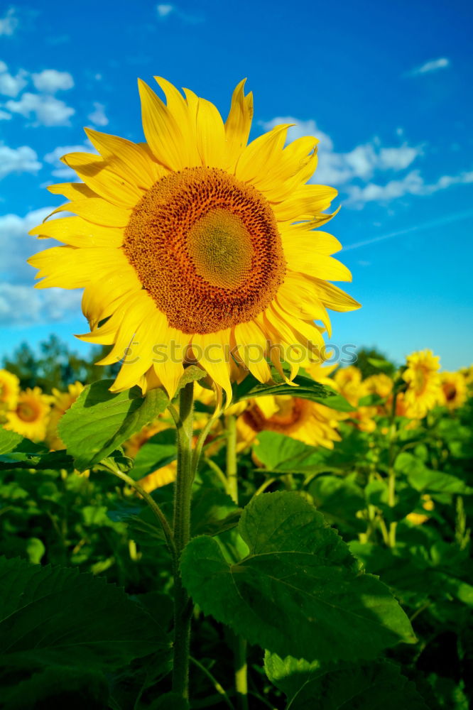 Similar – Image, Stock Photo sunbl… Flower Sunflower