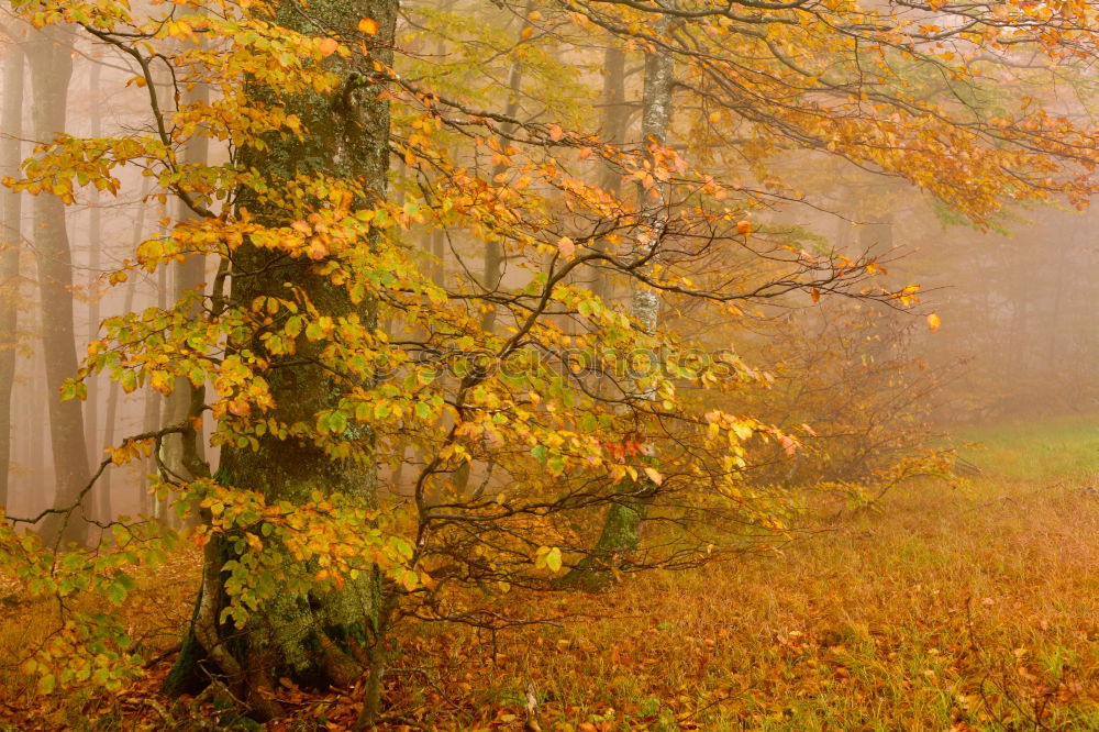 Similar – trees in the fog Fog Light