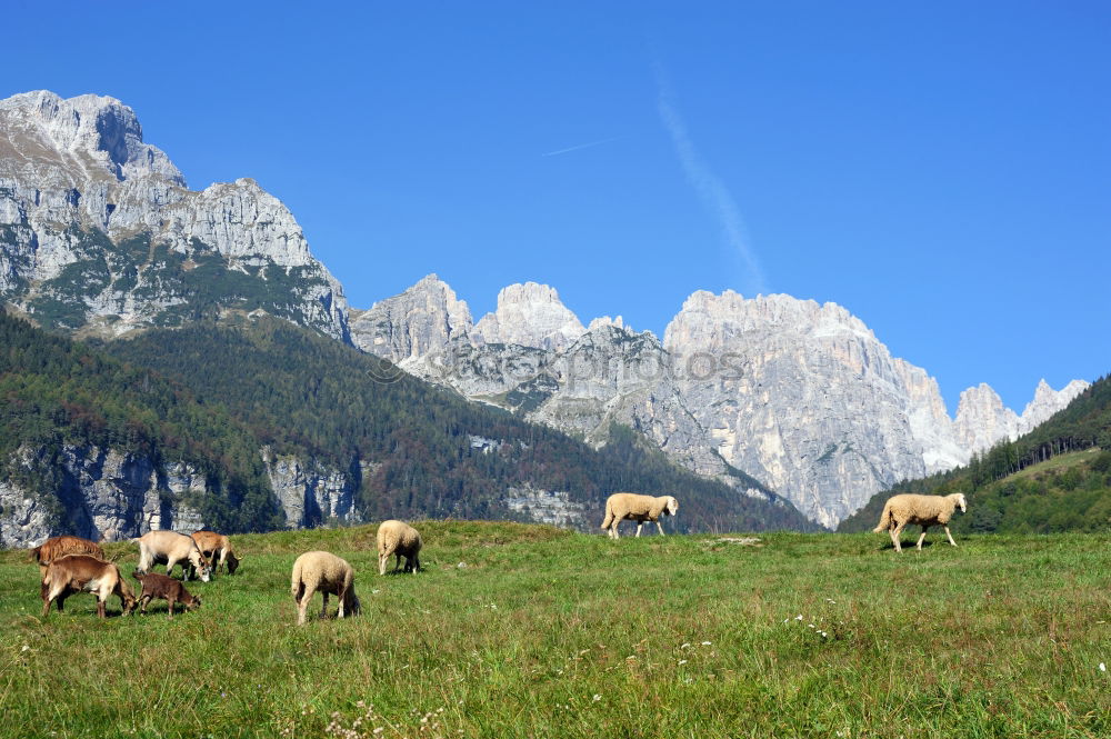 Similar – alpine pasture life