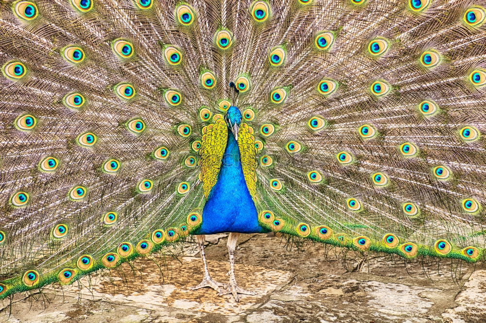 Similar – Image, Stock Photo Blue Peacock Nature Animal