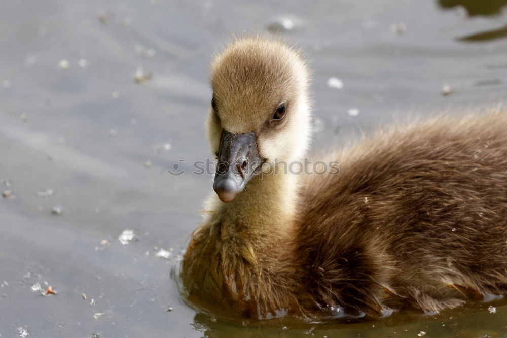 Similar – Image, Stock Photo Fledgling Chick Duck Bird