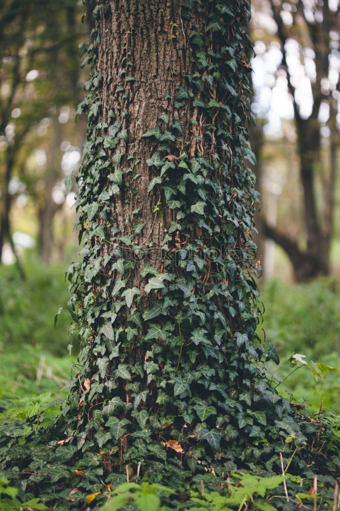 Similar – Image, Stock Photo lifelines Nature Elements