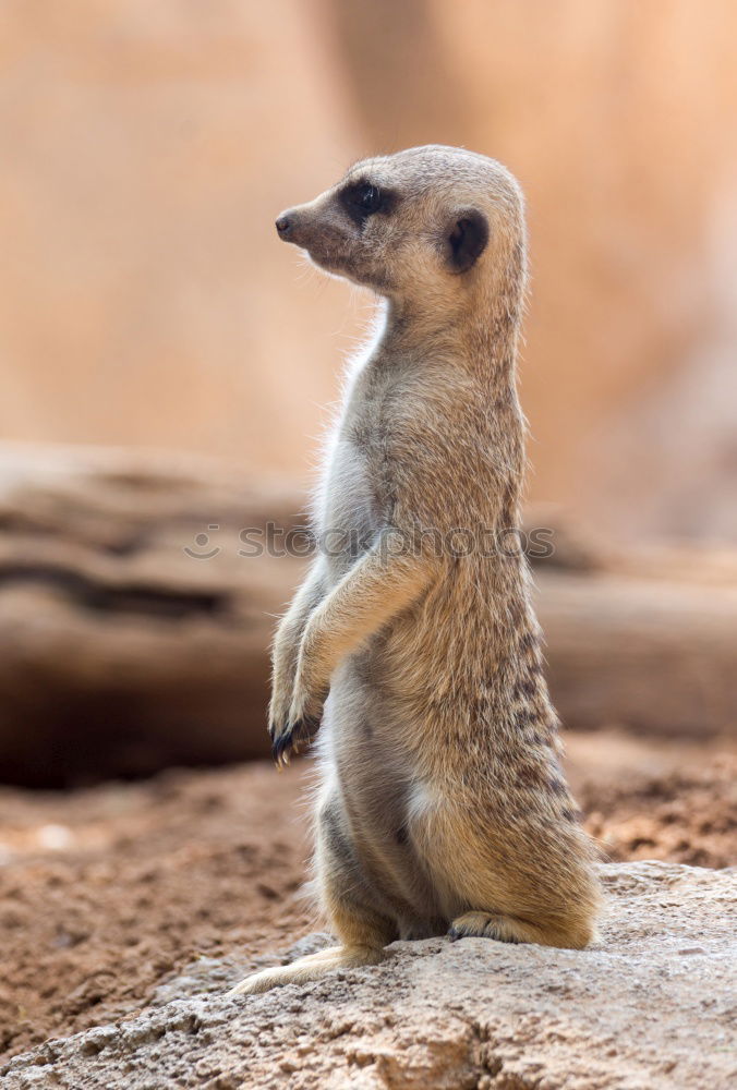 Similar – crazy Chipmunk Nature