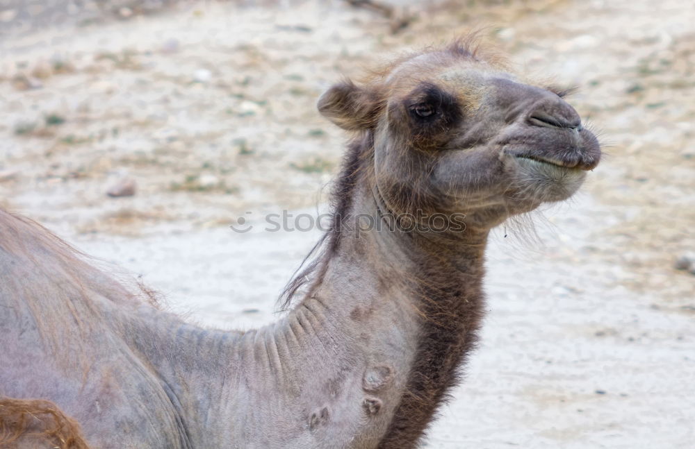 Similar – Camelface Morocco Africa