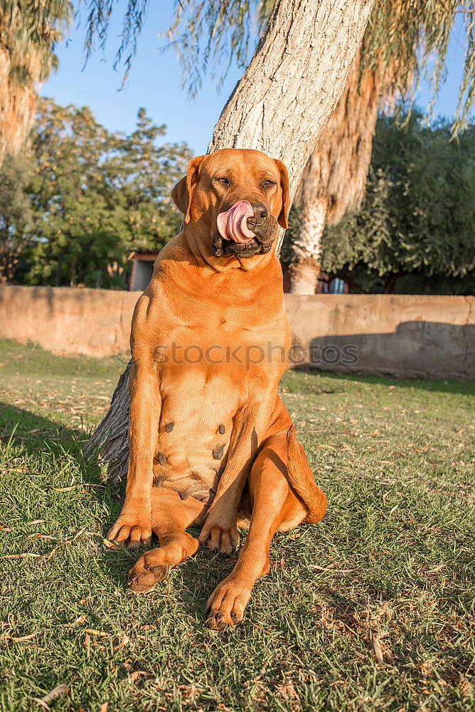 Similar – Foto Bild Schieflage Hund Haus Baum