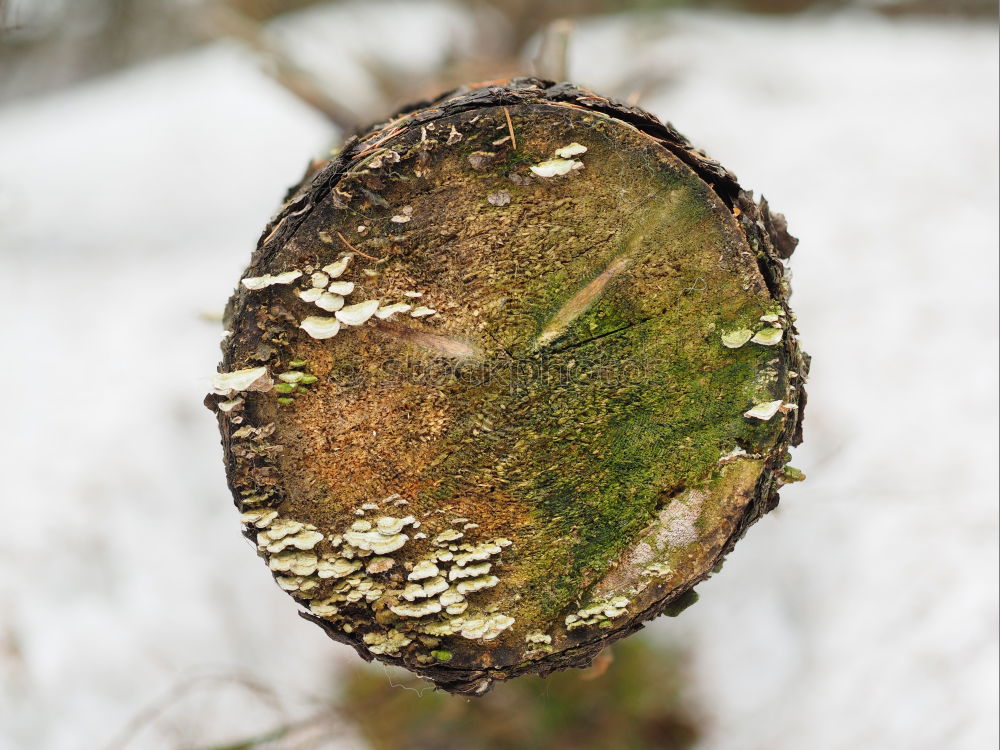 Similar – Image, Stock Photo The window to spring