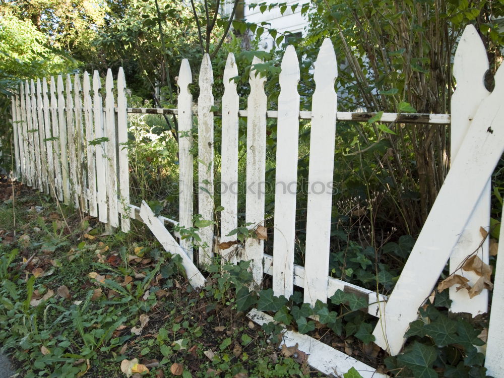 Similar – Image, Stock Photo garden door Plant Tree