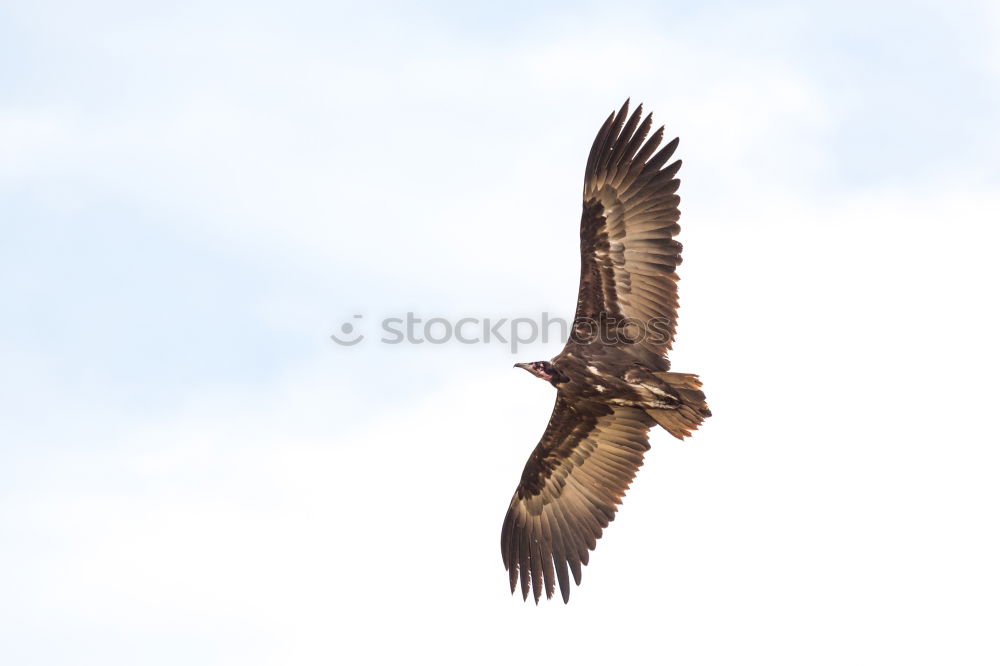 Similar – Image, Stock Photo Beastly good: American Buzzard