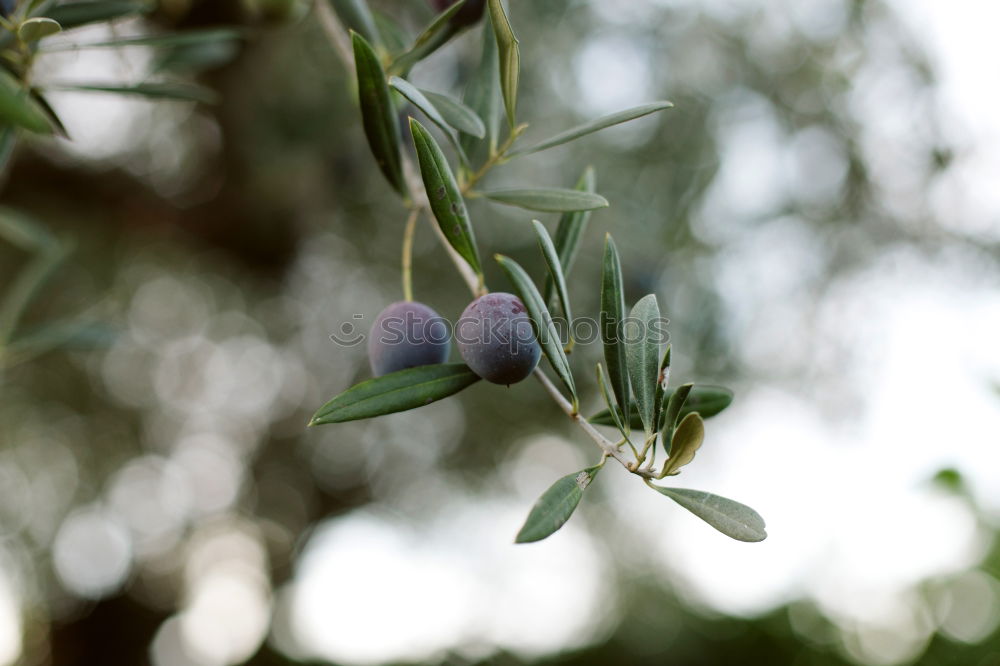 Similar – Image, Stock Photo #A# Olive Black