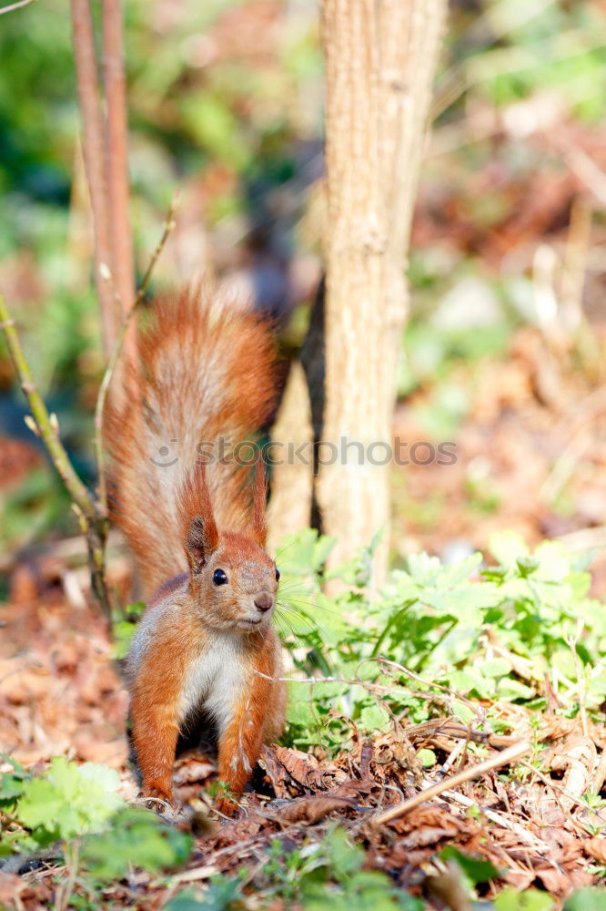 Similar – ? ? ? Eichhörnchen Eiche