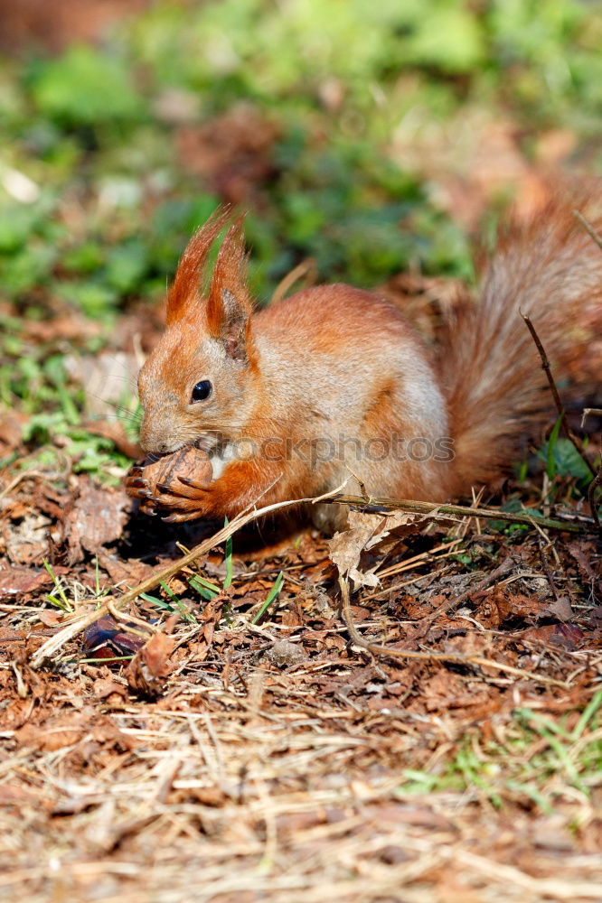 Similar – ? ? ? Eichhörnchen Eiche