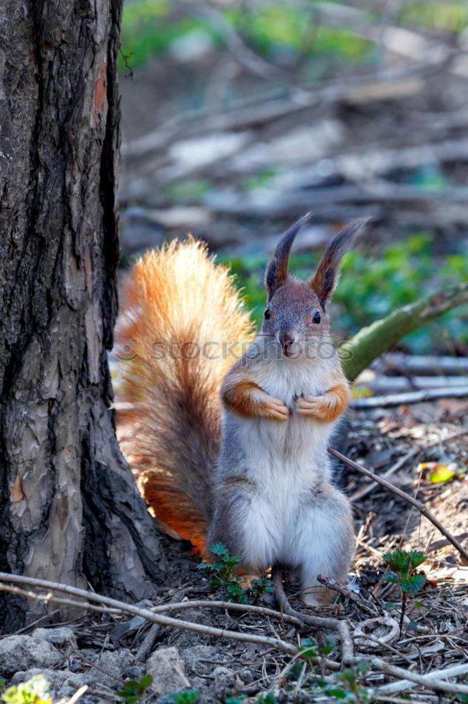 Similar – Standing squirrel with nut in mouth