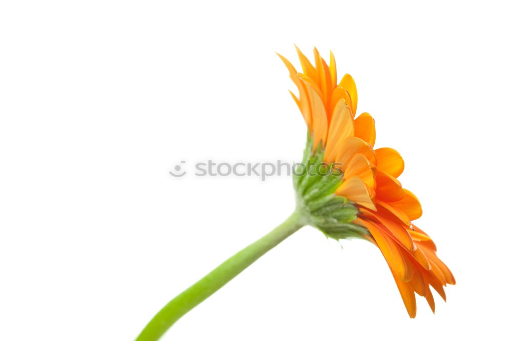 Similar – Foto Bild Gerbera Blume Vase grün