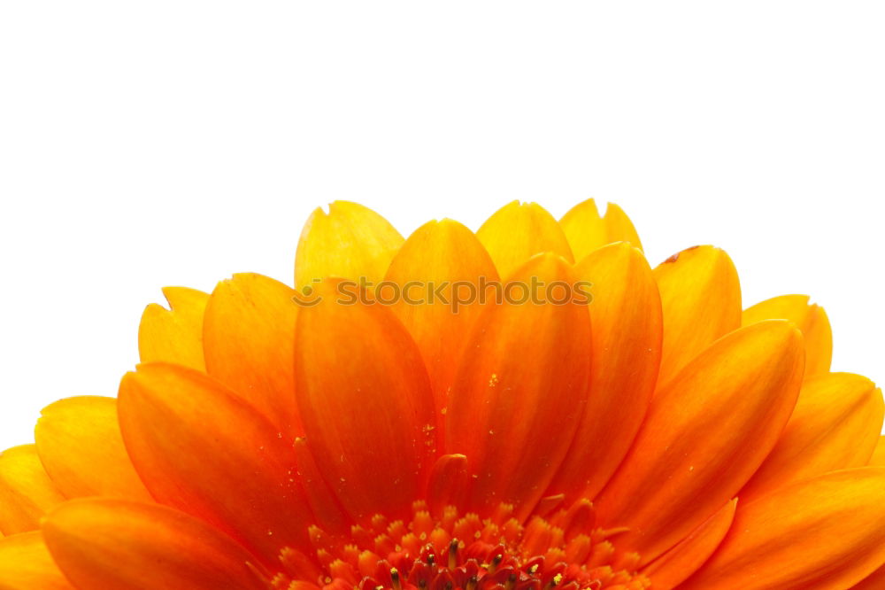 Similar – Blumenflammen Sonnenblume