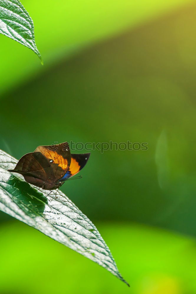 Similar – Image, Stock Photo runway Insect Bee Wasps