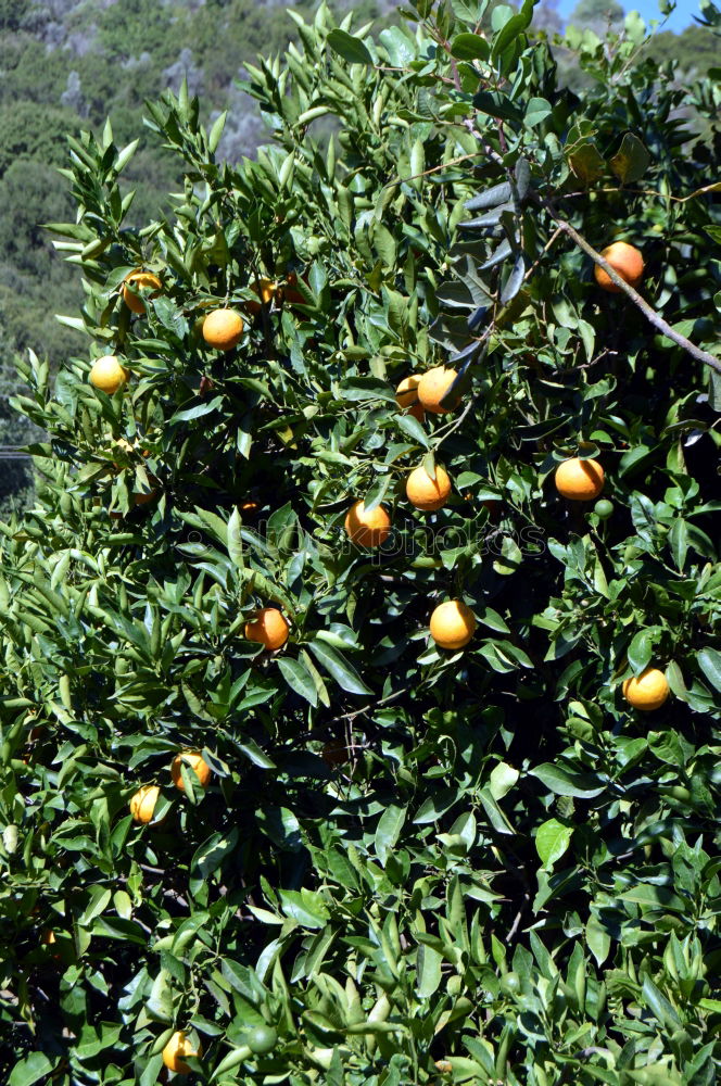 Similar – Image, Stock Photo Vitamin C tree.