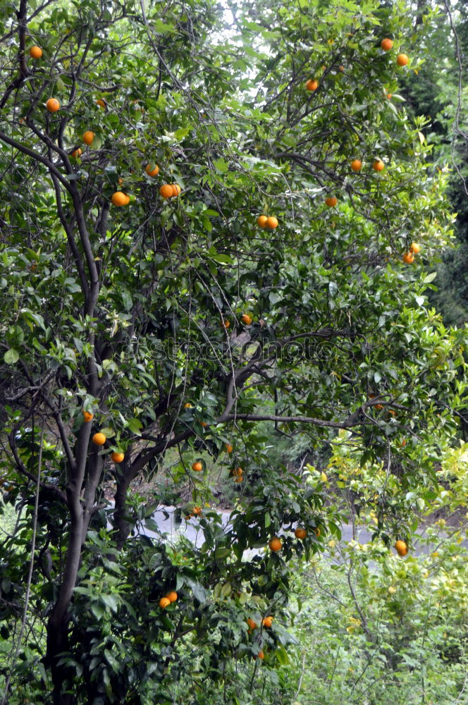 Similar – Image, Stock Photo Vitamin C tree.