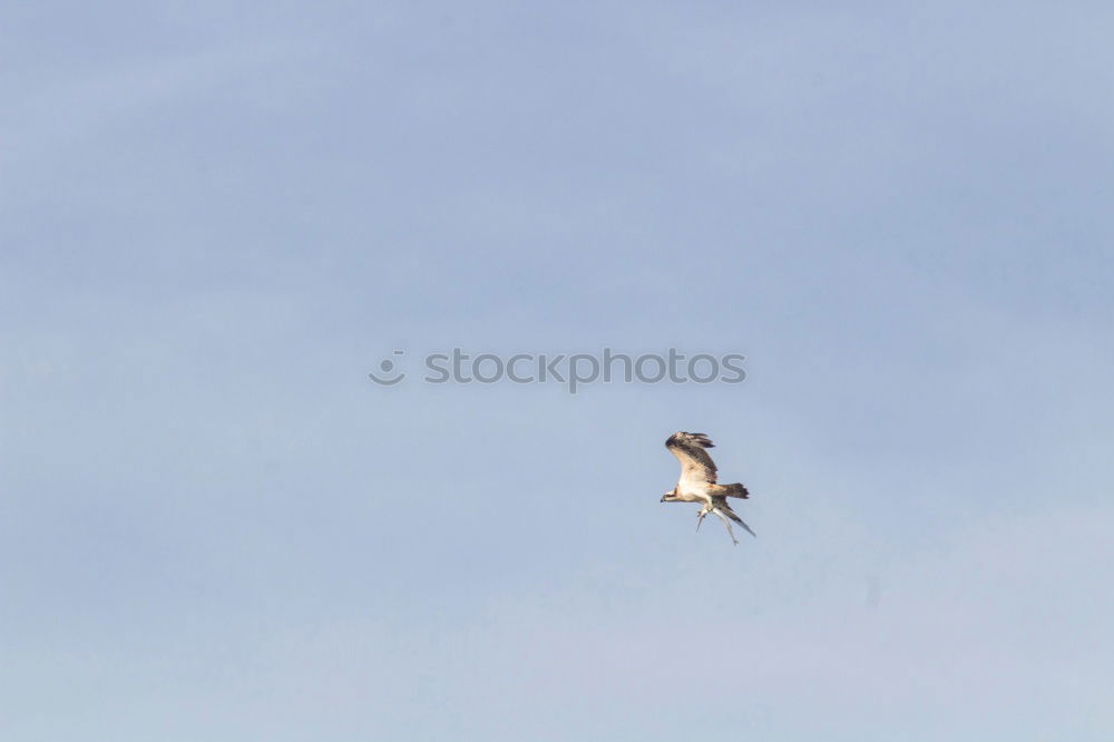 Similar – Bussard Umwelt Natur Luft