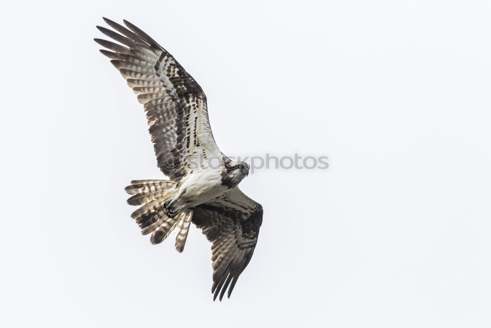 Similar – Image, Stock Photo Steppe Eagle Environment