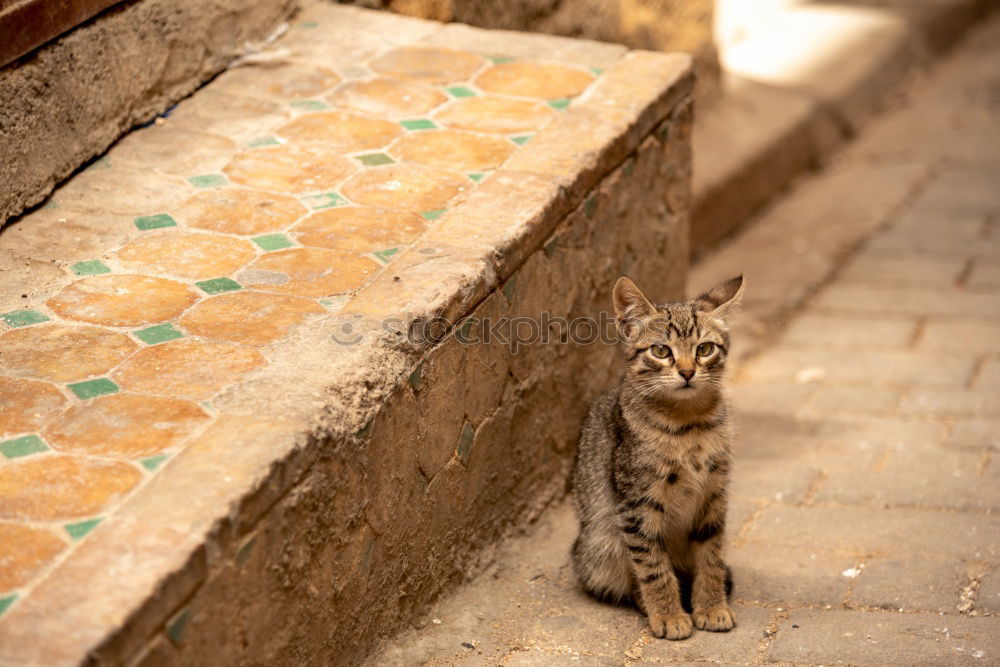 Similar – Tierisch gut: Cat Door