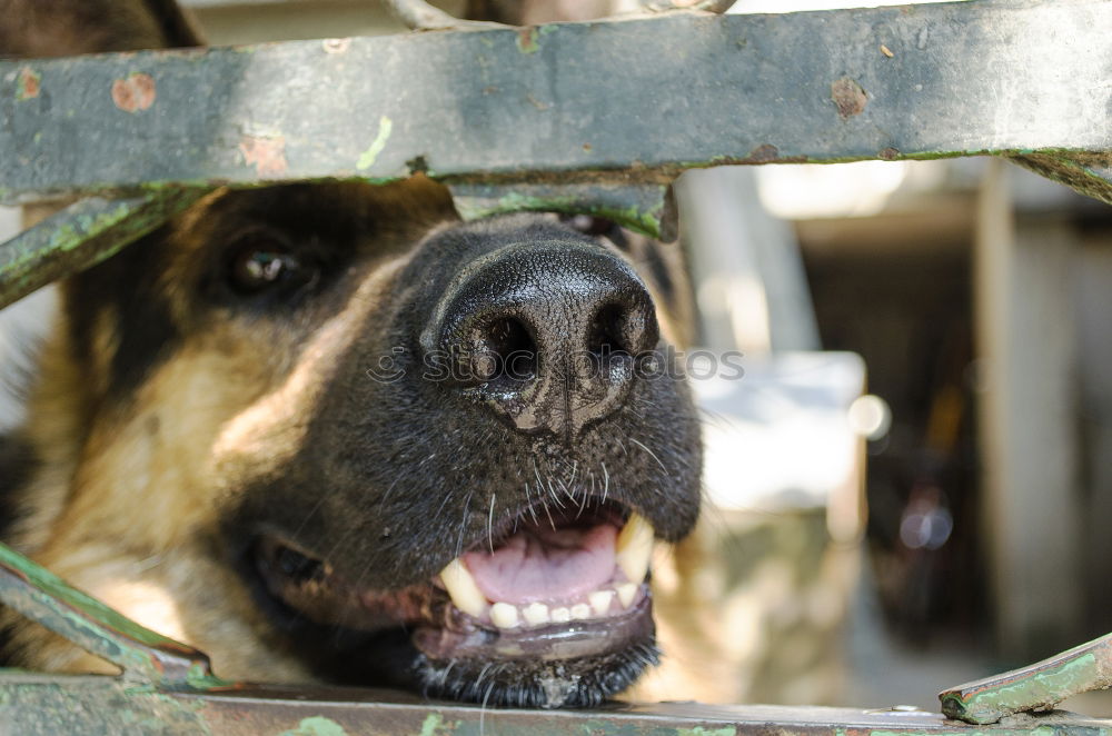 Similar – Image, Stock Photo Animal Animal face 1 Herd