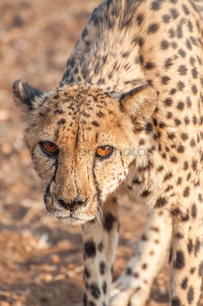 Cheetah #1 Tourism Safari