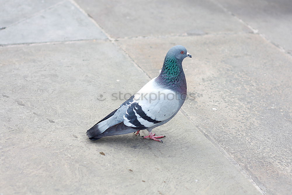 Similar – Sleeping Bird Calm Grass