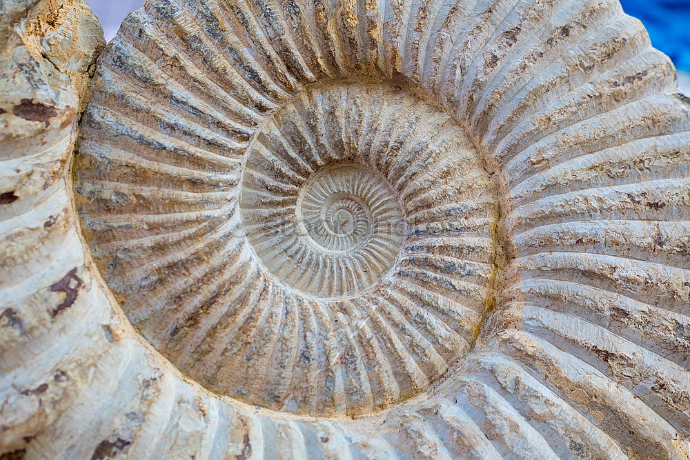 Similar – ammonite Ammonite