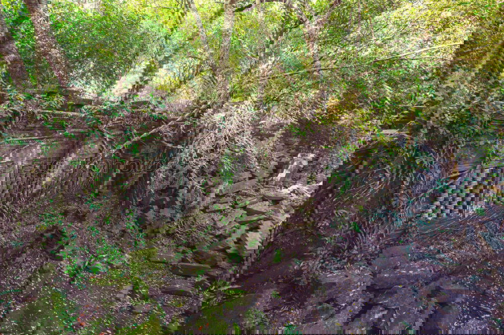 Similar – Foto Bild Urwald Umwelt Natur