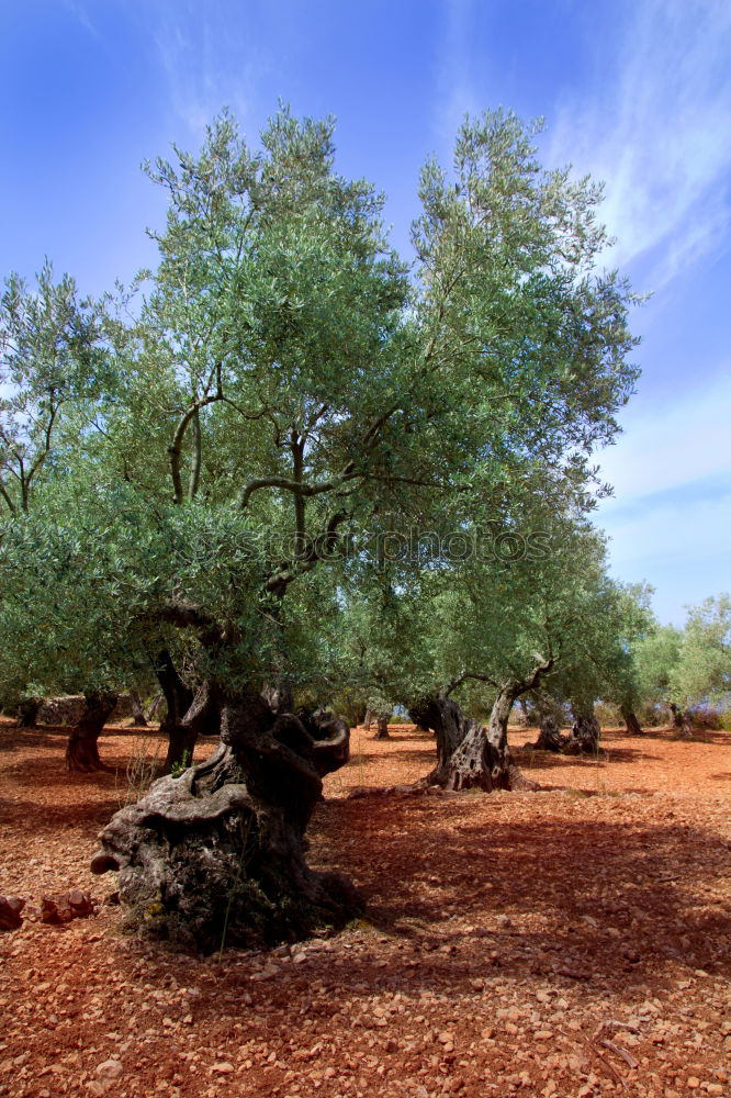 Similar – olive trees