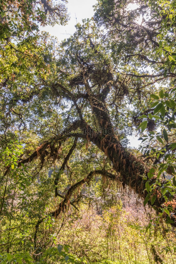 Similar – leaf canopy Environment