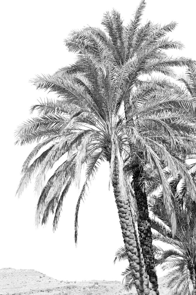 Similar – Summer Palms Palm tree Sun