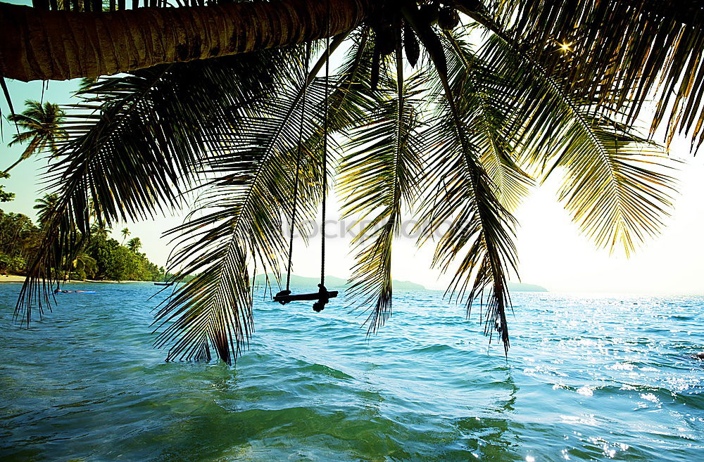 Similar – palm climber Palm tree