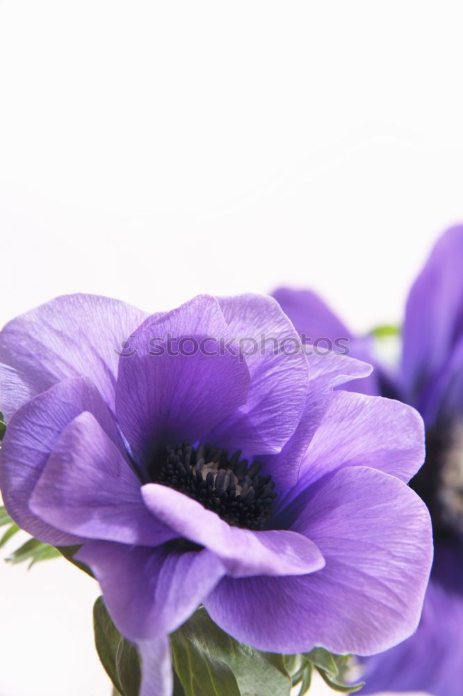 Similar – Foto Bild Anemonen Blume Frühling