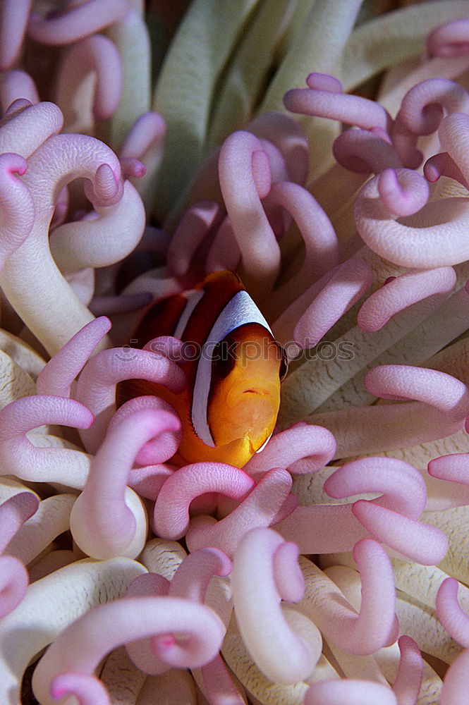 Similar – Close up of a tulip petal