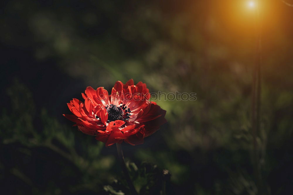 Similar – Poppy Mohn Blüte Stengel