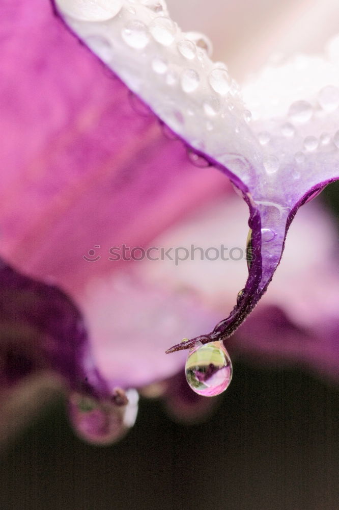 Similar – Image, Stock Photo crocus Blossoming Flower