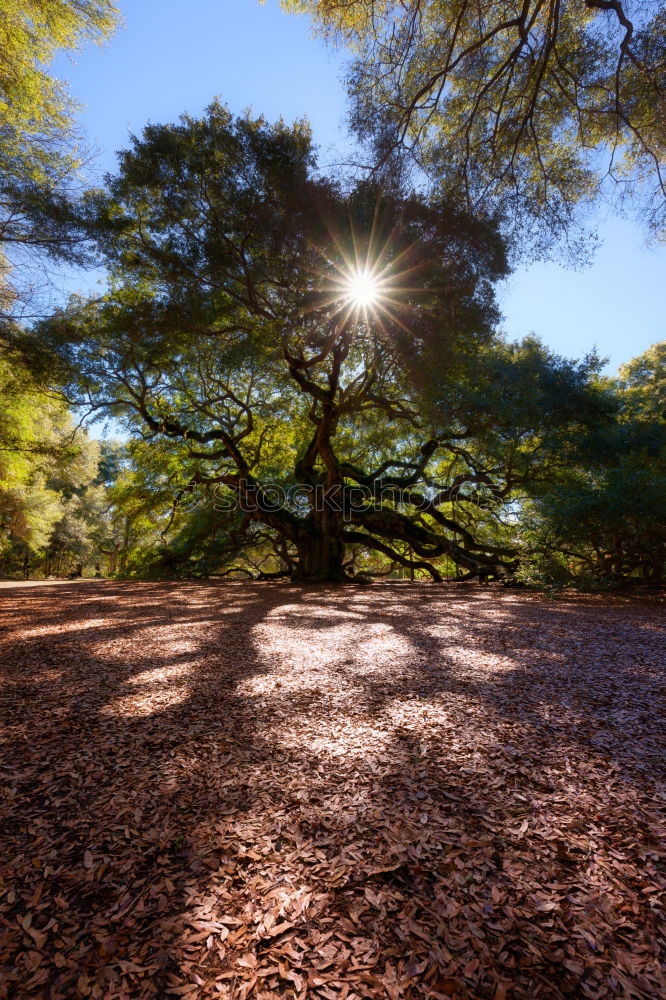 Well rooted and firm