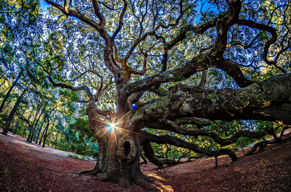 Similar – twisted tree Tree Branch