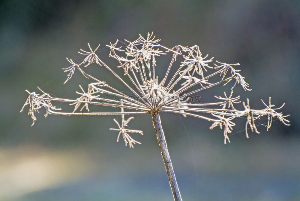 Similar – Image, Stock Photo brrr… I’m shivering