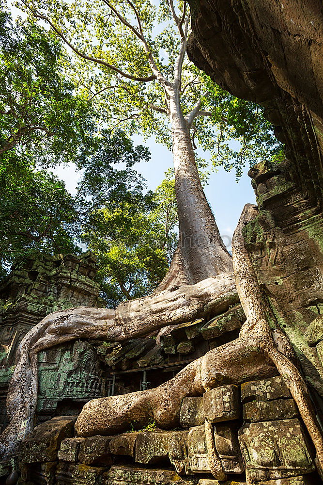 Similar – Image, Stock Photo Angkor Thom Temple view, Siem reap, Cambodia