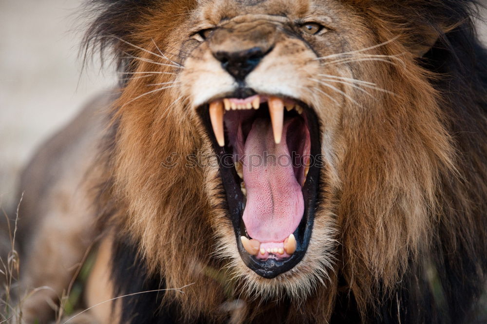 Similar – Roaring Lion Nature Animal